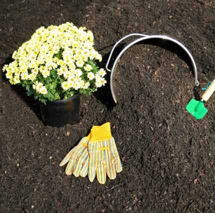 Ground Cover - 3 way organic soil
